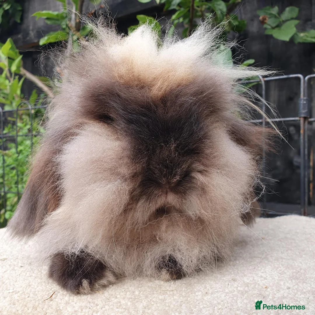 Mini Lion Lop rabbits for sale: Lion lop girl - Advert 2