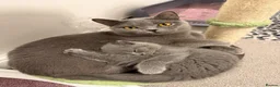 British Shorthair cats for sale: Only 1 Adorable British Shorthair boy left - Advert 10