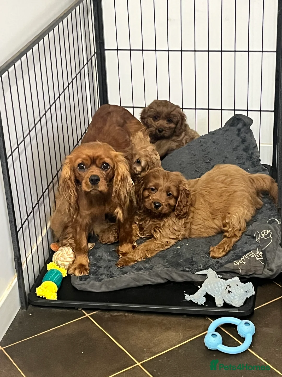 Cavapoo dogs for sale: stunningly stunning cavapoo health tested litter - Advert 8