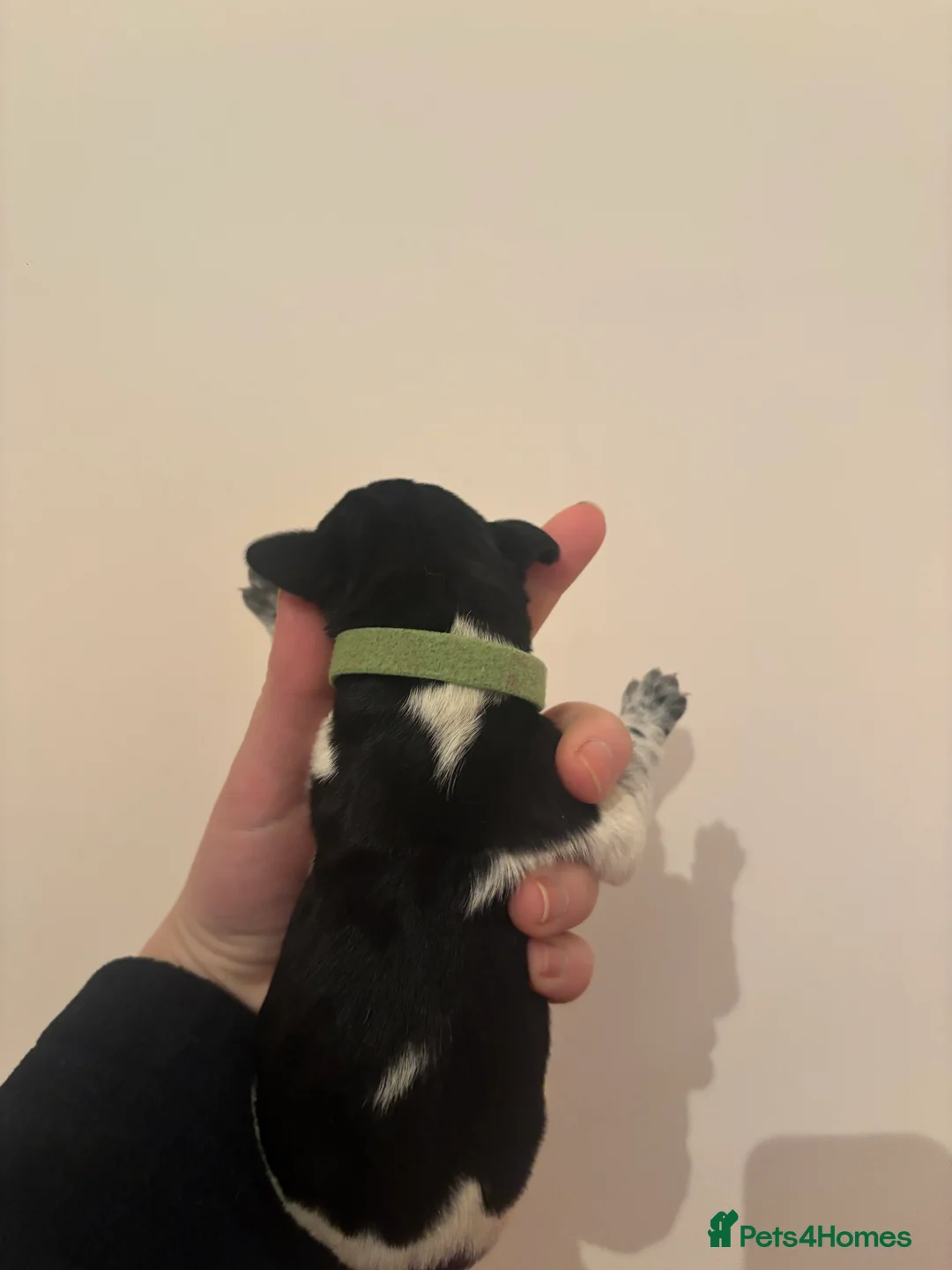 German Wirehaired Pointer dogs for sale: Stunning German wire hairs pointers  - Advert 9