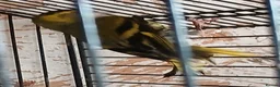 Finches birds for sale: Siskin males Siskin males  - Advert 8