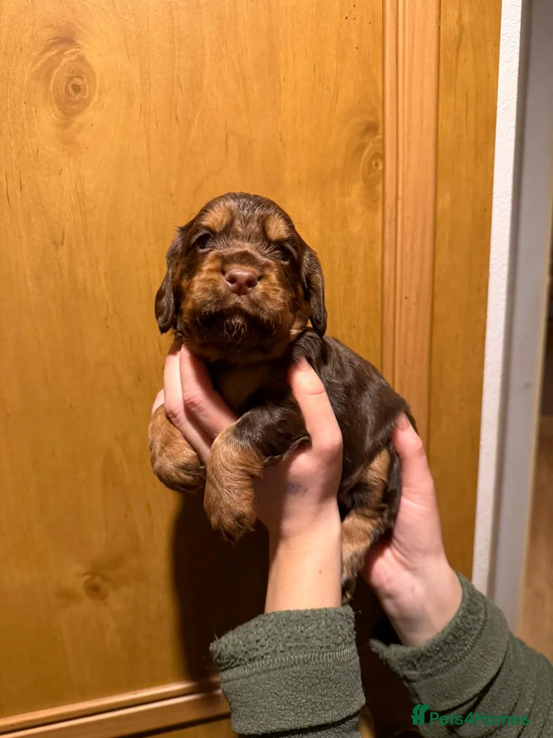 Cocker Spaniel dogs for sale: Fully health tested liver and tan cockers  - Advert 6