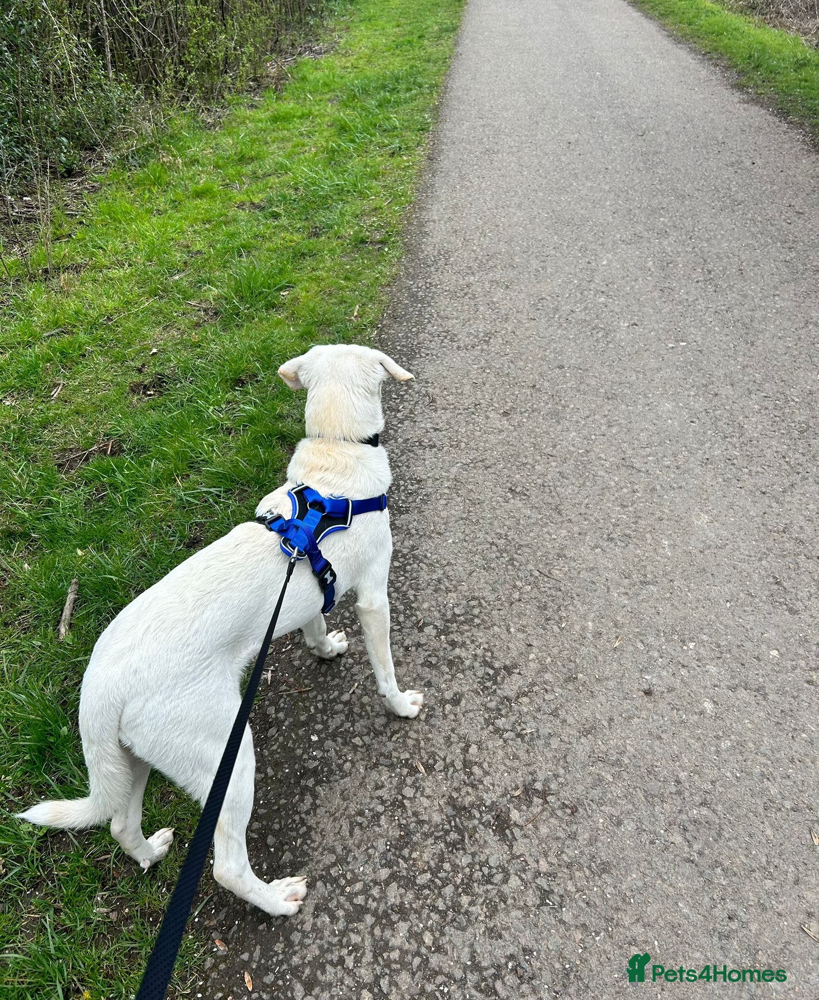 Mixed Breed dogs 🐾 JACK – a Gentle Soul with the Sweetest Eyes 🐾 - Advert 2