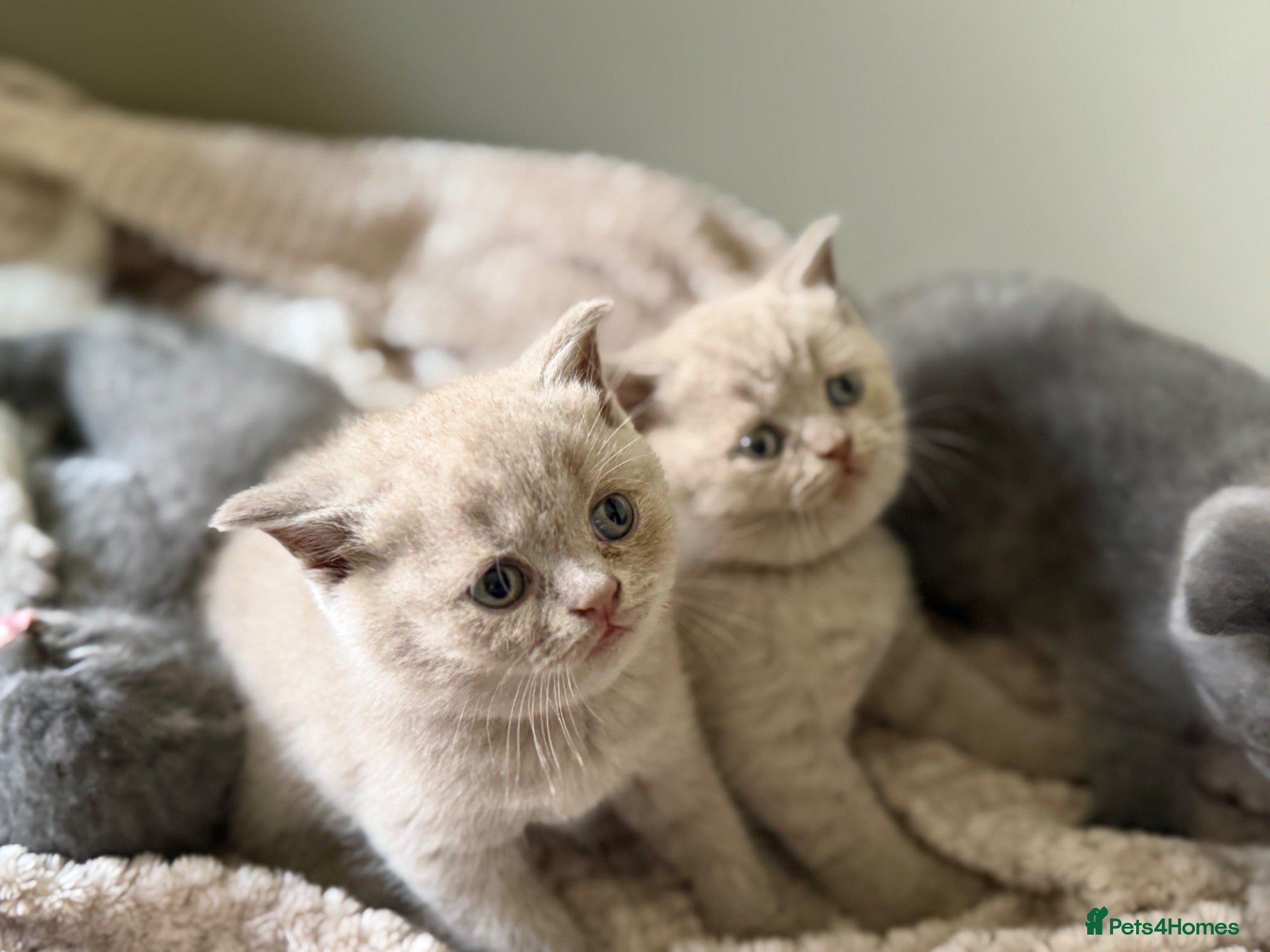 British Shorthair cats Little teddy bears - Advert 2