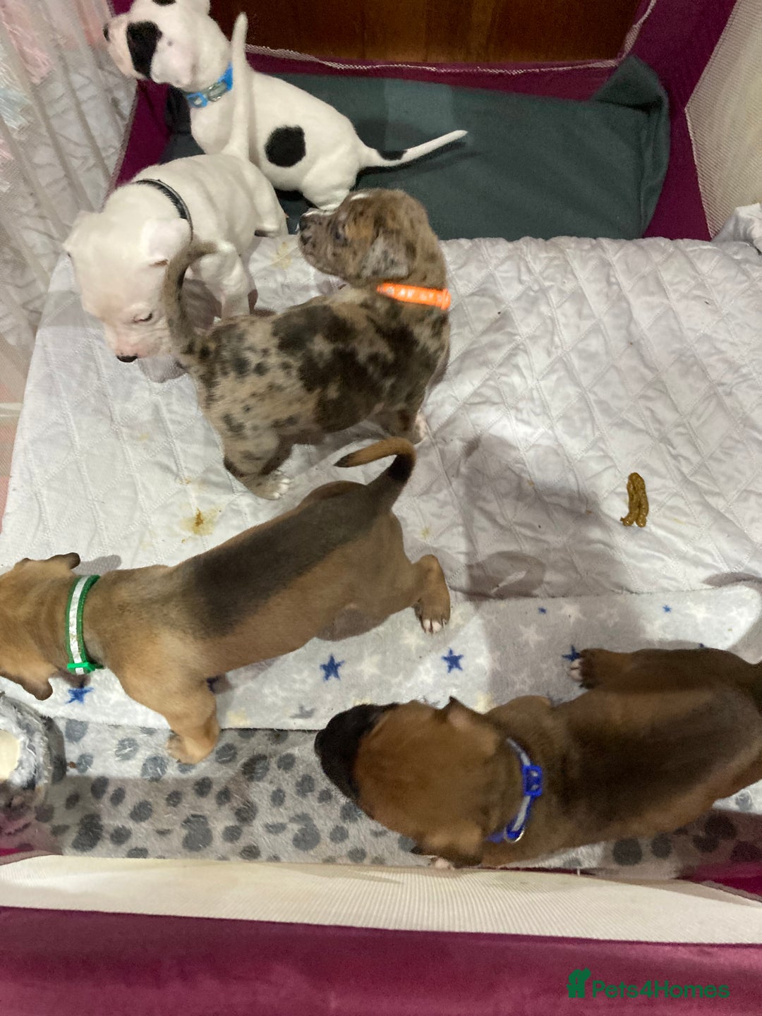 Mixed Breed dogs for sale: Mastiff x Staffy Puppies  - Advert 34