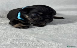 French Bulldog dogs for sale: Four beautiful healthy female French Bulldogs - Image 9