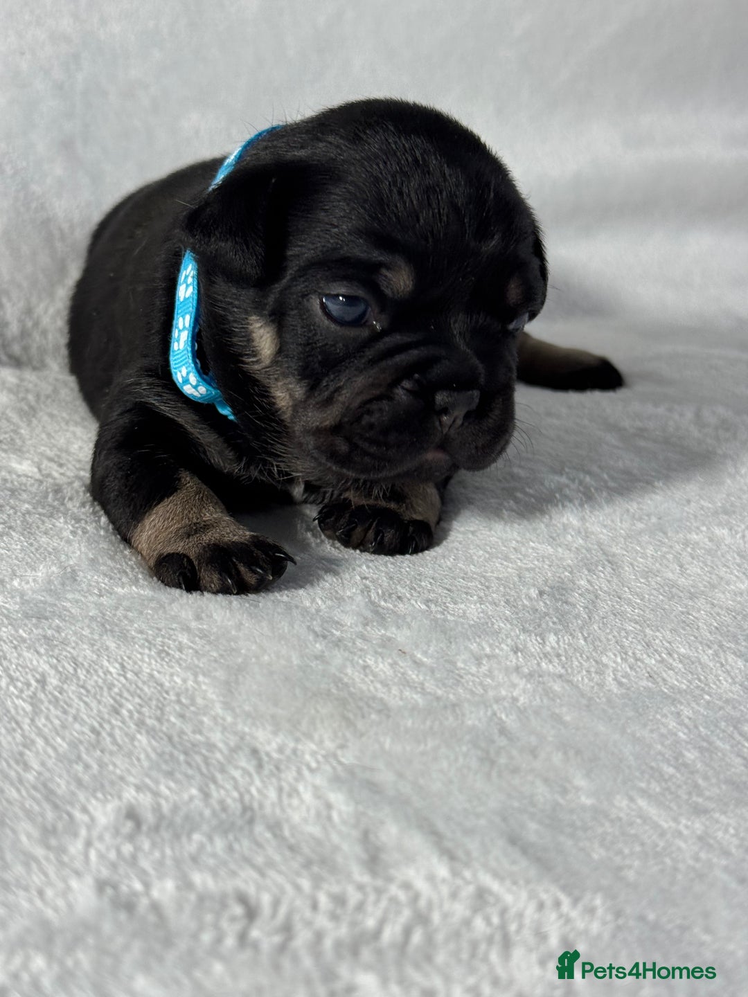 French Bulldog dogs for sale: Four beautiful healthy female French Bulldogs - Image 9