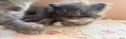 Ragcoon cats for sale: Stunning coloured Ragcoon litter  - Advert 15