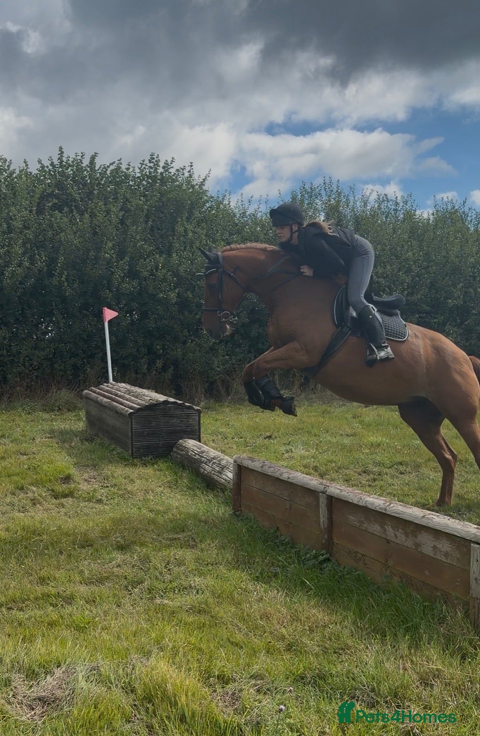 British Warmblood horses Stunning 16.1 warmblood mare  - Advert 1