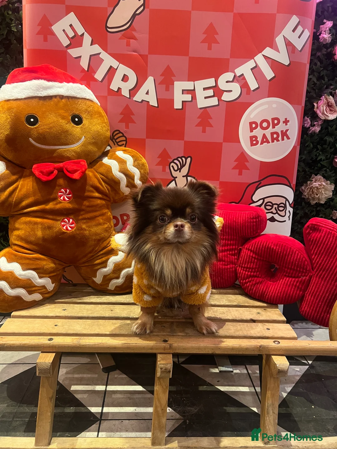 Chihuahua dogs for stud: Long haired chihuahua to stud in Sutton Coldfield - Advert 2