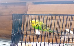 Budgerigars birds for sale: Budgies  - Image 3