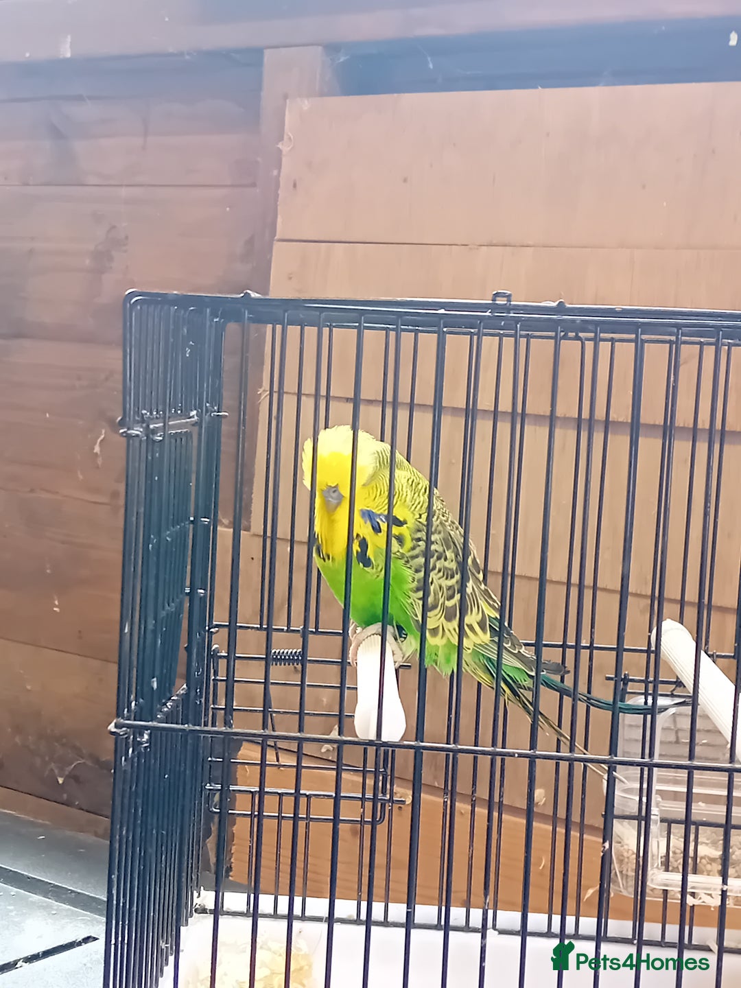 Budgerigars birds for sale: Budgies  - Image 3