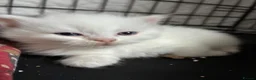 Perdoll cats for sale: Kittens to reserve - Advert 8
