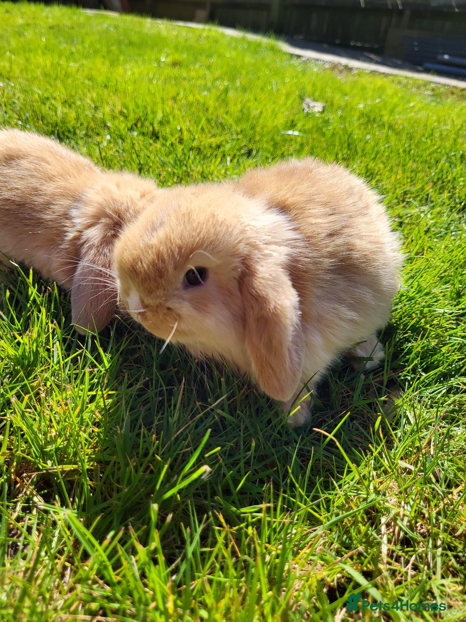 Mini Lop rabbits Amazing Mini Lop Bunnies for sale 1 remaining  - Advert 1