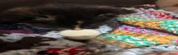 Mixed Breed cats for sale: Kittens - Advert 9