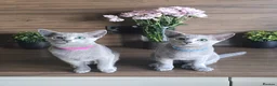Russian Blue cats for sale: Tica Registered Russian Blue kittens  - Advert 2