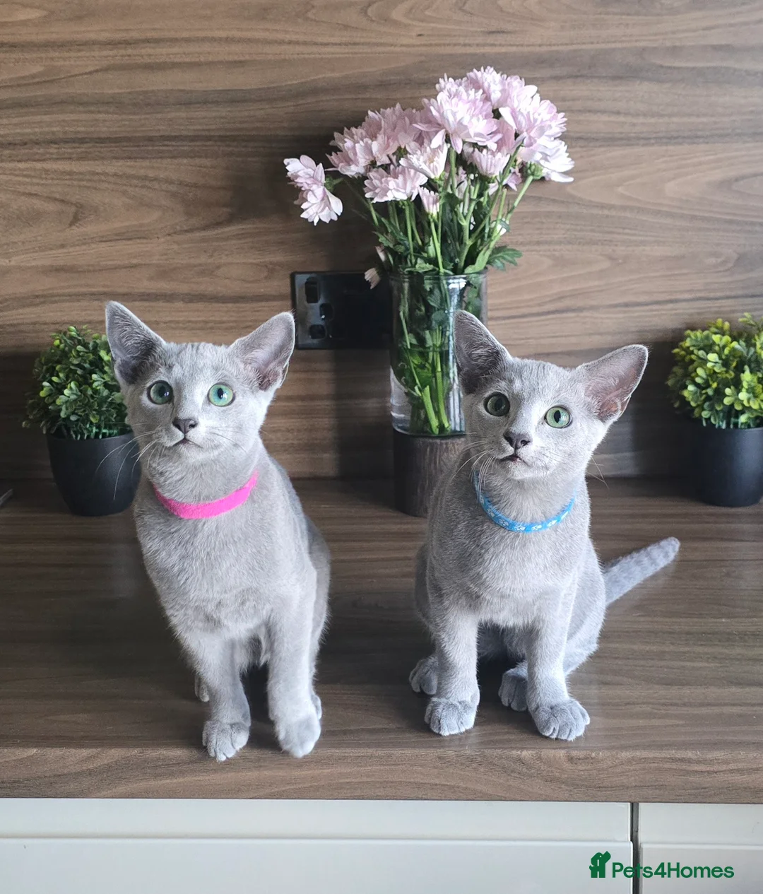 Russian Blue cats for sale: Tica Registered Russian Blue kittens  - Advert 2