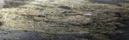 Tortoise reptiles for sale: Female Hermanns Tortoise  - Advert 2