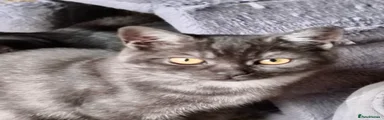 British Shorthair 3