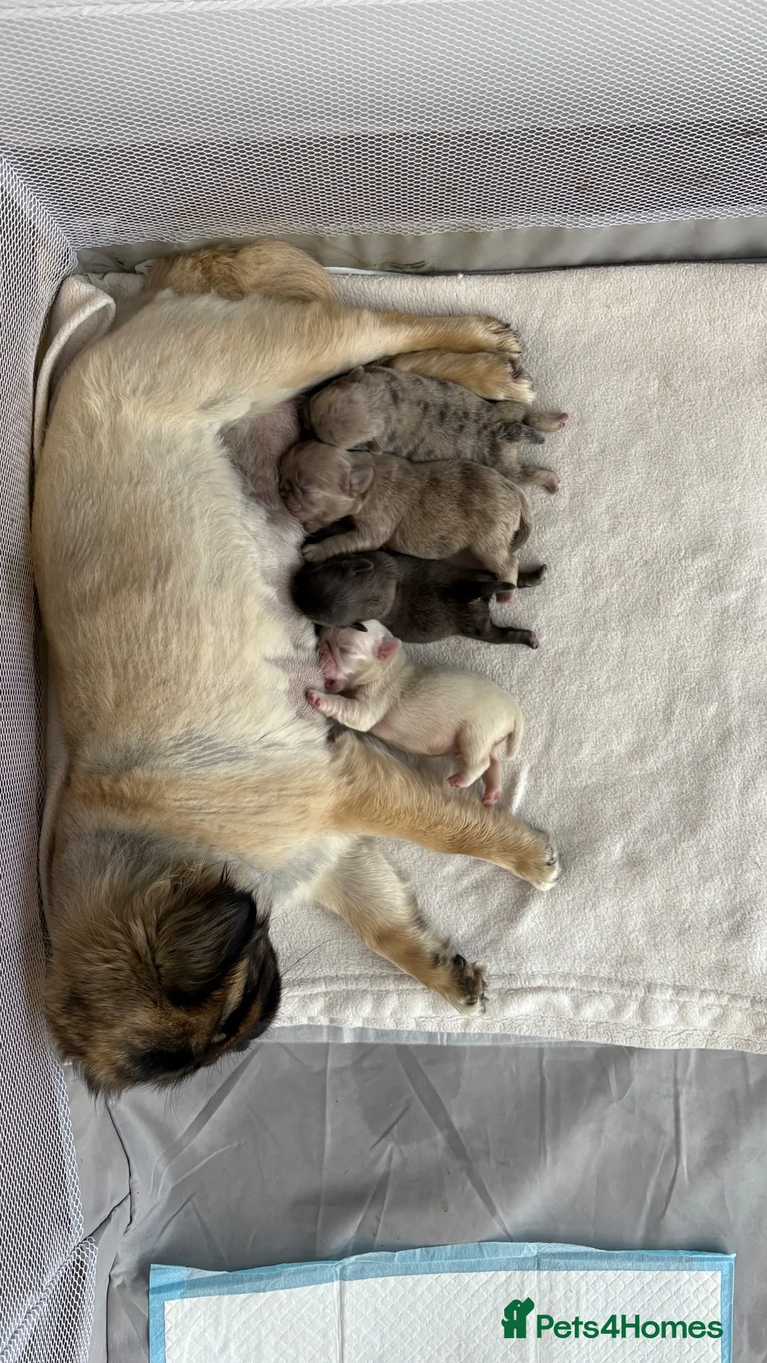 Pug dogs for sale: Pug Puppies  - Advert 12