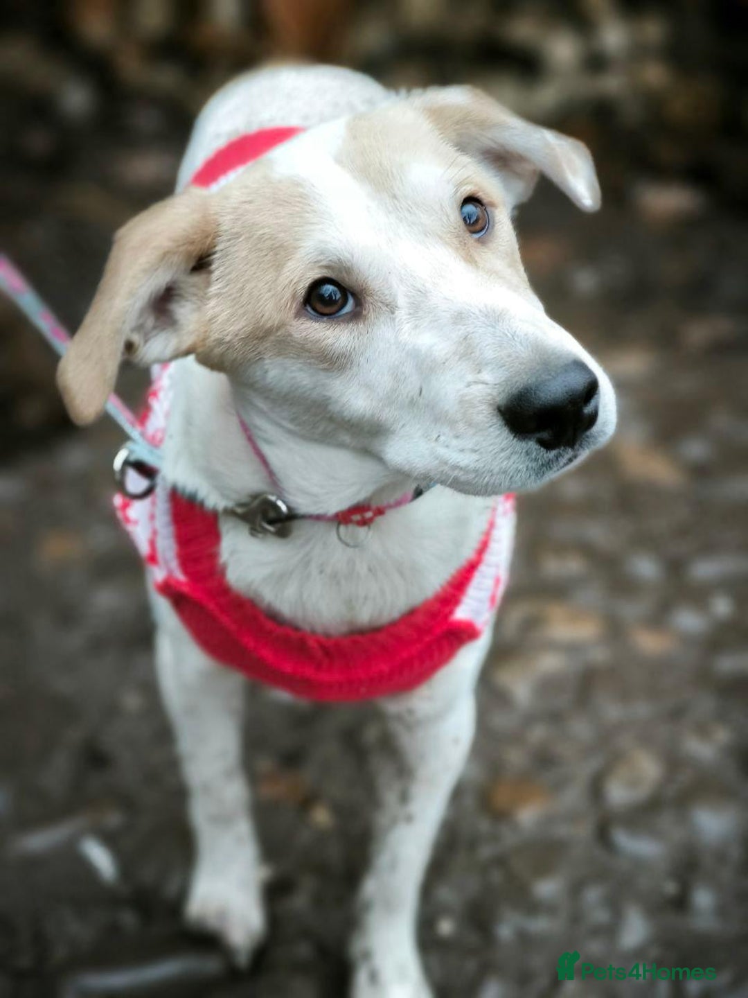 Mixed Breed dogs for adoption: 💙🐶 LEO 🐶💙 - Advert 19