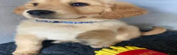 Golden Retriever dogs for sale: Golden retriever  in Romford - Advert 12