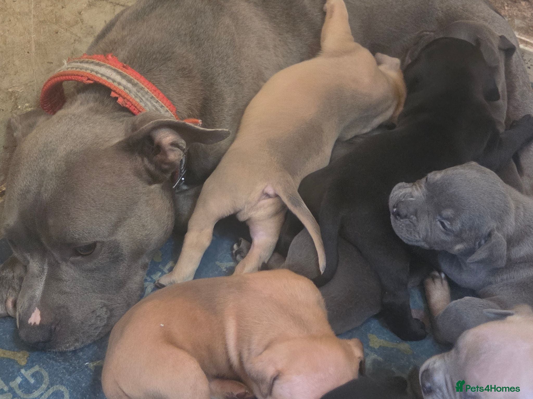 American Bully dogs Pocket bullys puppies - Advert 18
