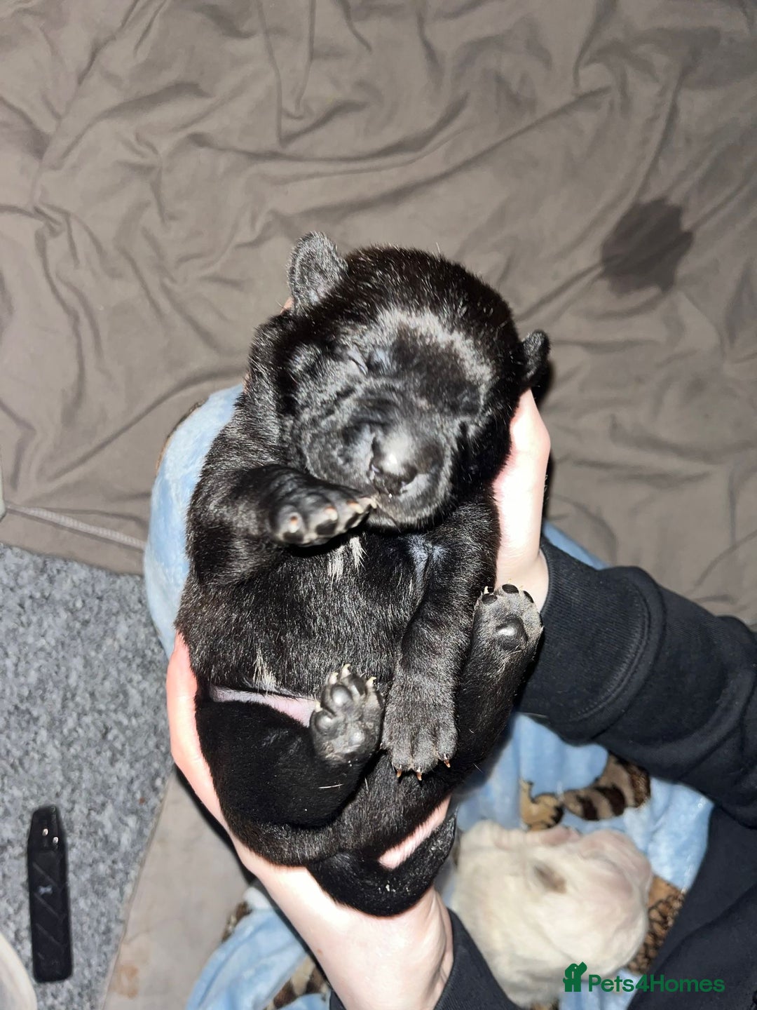 Mixed Breed dogs for sale: Beautiful cocker-Pei puppies - Advert 5