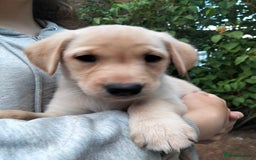 Labrador Retriever dogs for sale: KC Registered Labrador Retriever Puppies in Ross-on-Wye - Image 33