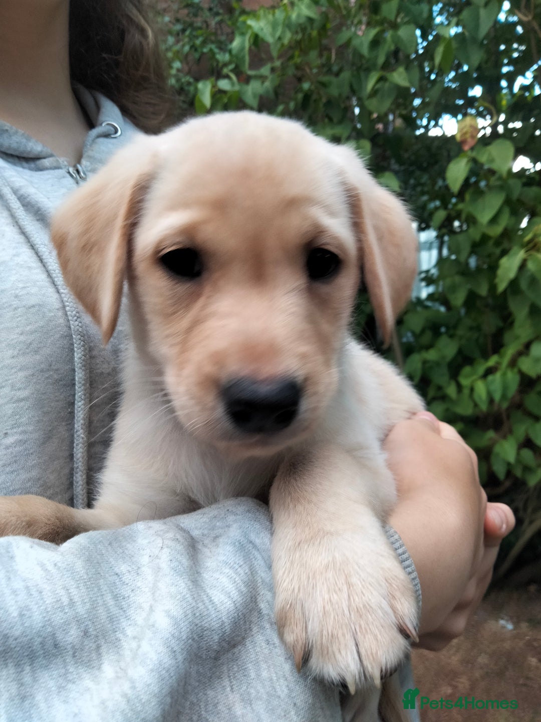 Labrador Retriever dogs for sale: KC Registered Labrador Retriever Puppies in Ross-on-Wye - Image 33