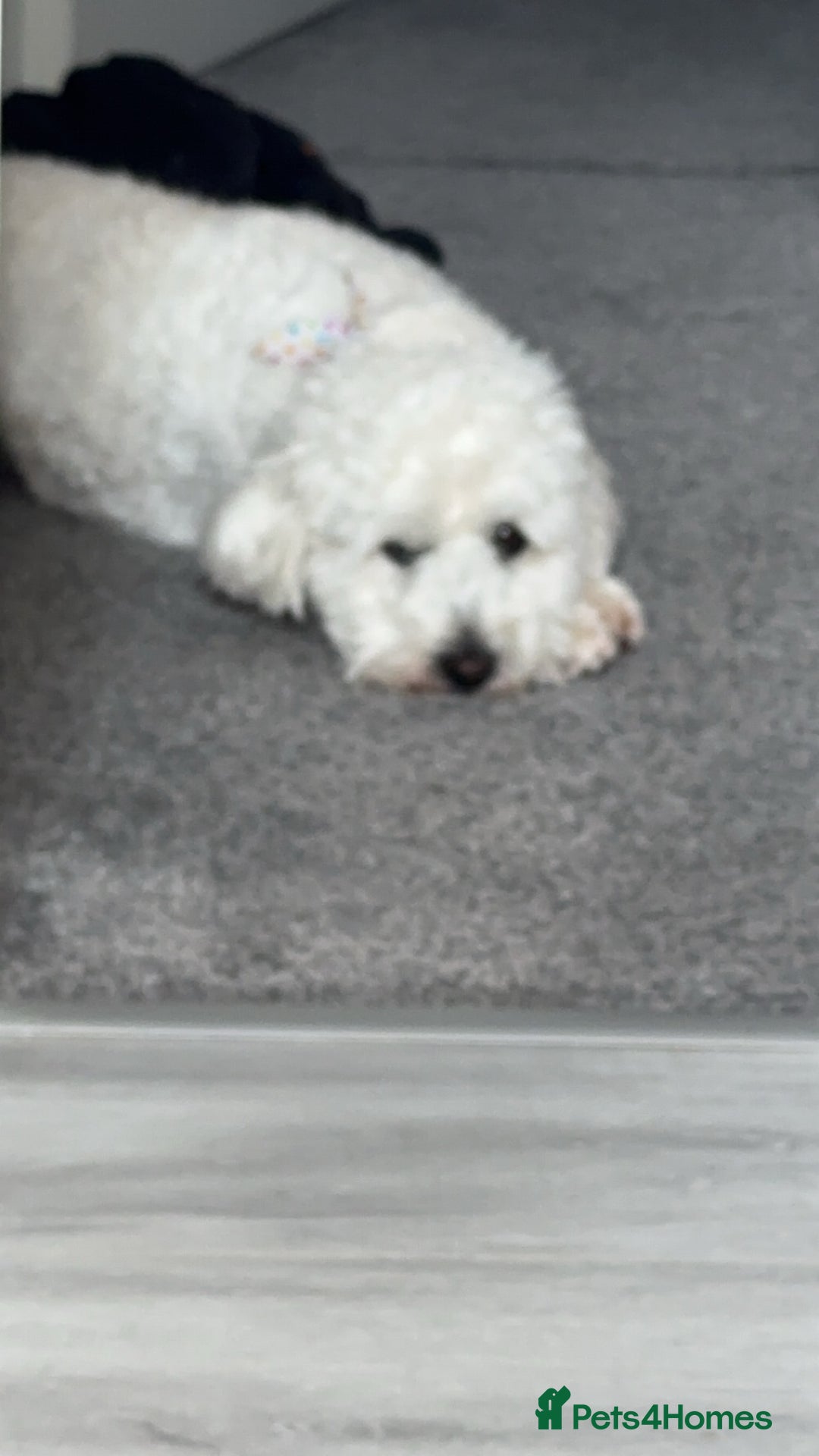 Mixed Breed dogs for stud: Cock a chon for stud  - Advert 3