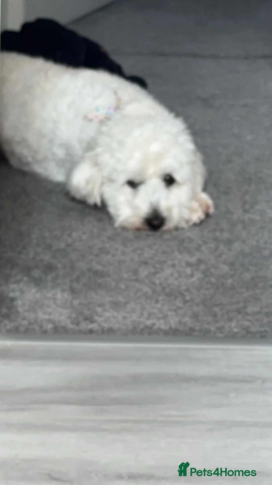 Mixed Breed dogs for stud: Cock a chon for stud  - Advert 3