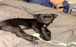 Cane Corso dogs for sale: Enzoo - Image 7