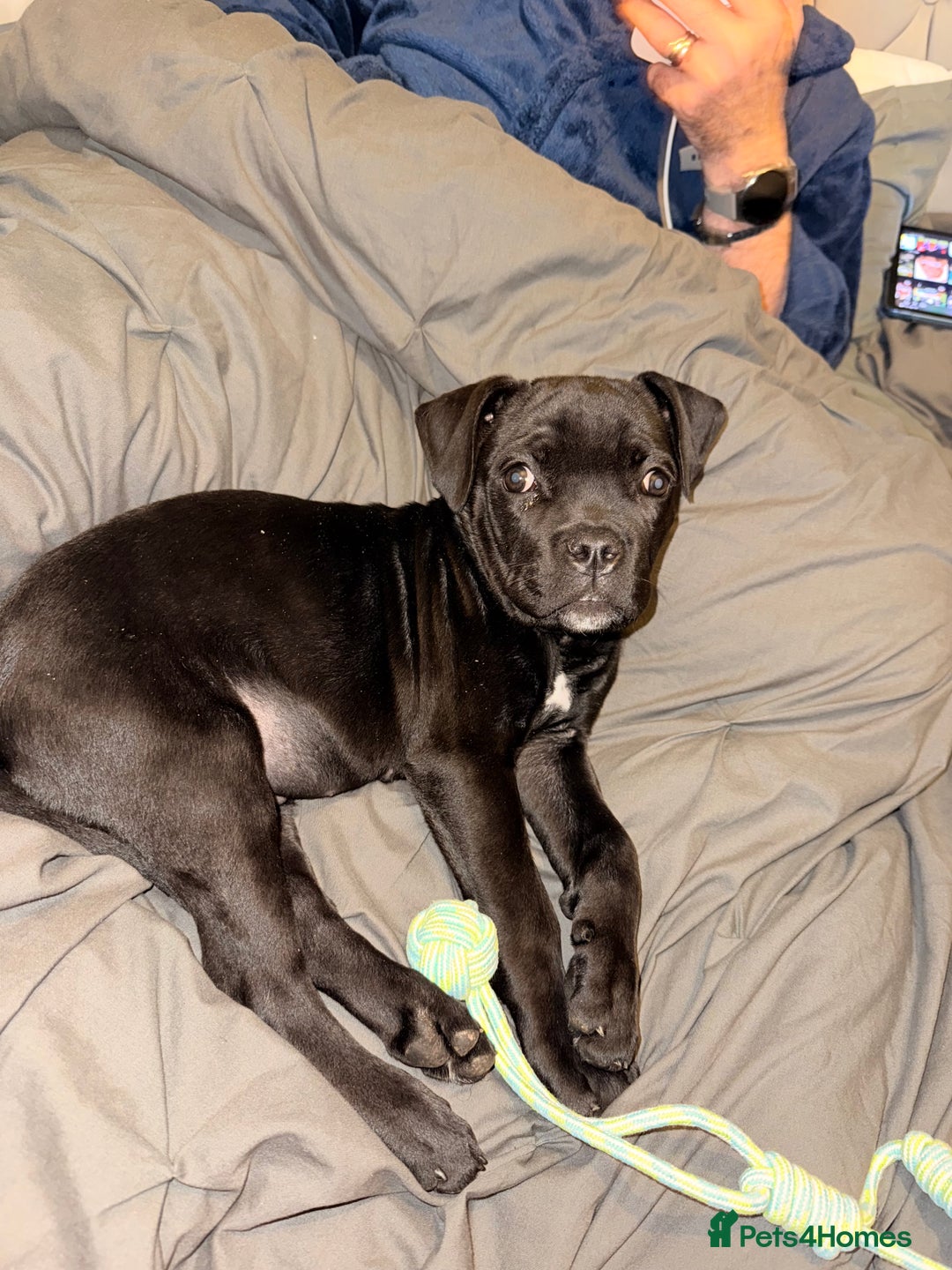 Cane Corso dogs for sale: Enzoo - Image 7