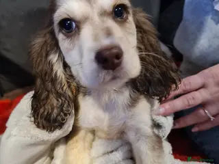 Cocker Spaniel dogs Cocker spaniel puppy - Advert 15