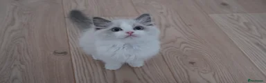 Ragdoll 2