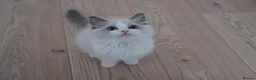 Ragdoll cats for sale: Champion European R-Bloodline Ragdoll Kittens - Advert 17
