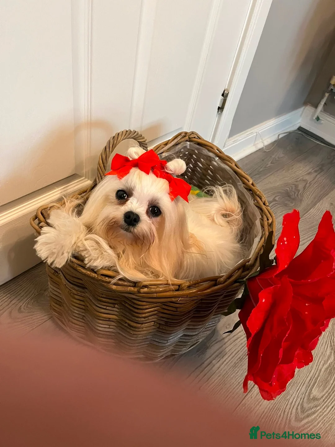 Maltese dogs for sale: Gorgeous Maltese Puppies  - Advert 8