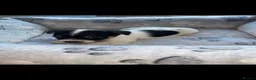 Jack Russell dogs for sale: Hayley smith - Advert 4