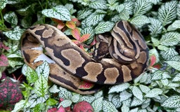 Python Snake reptiles for sale: Mixture of Royal Pythons, Corn Snakes, Sand Boa - Image 2