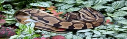 Python Snake reptiles for sale: Mixture of Royal Pythons, Corn Snakes, Sand Boa - Advert 2