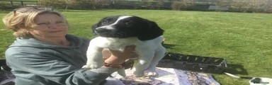 Mixed Breed Puppy 3
