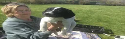 Mixed Breed dogs for sale: Sprollies - Advert 14
