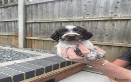 Mixed Breed dogs for sale: English springer spaniel X wire-haired pointer pup - Image 11