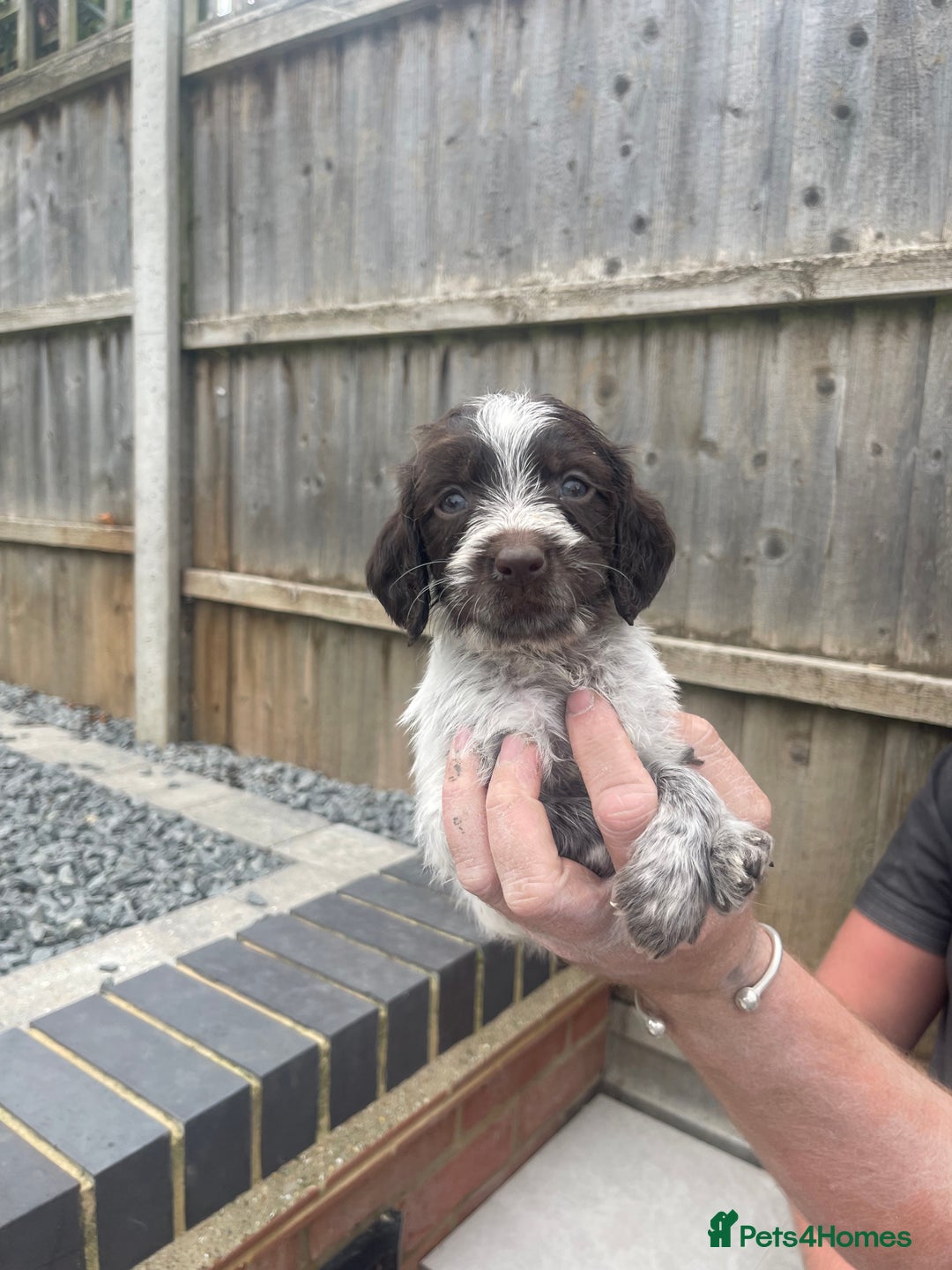Mixed Breed dogs for sale: English springer spaniel X wire-haired pointer pup - Image 11