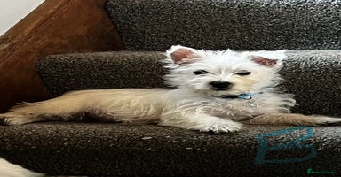 West Highland Terrier dogs Beautiful Westie puppies  - Advert 3