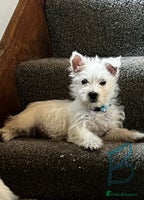 West Highland Terrier dogs Beautiful Westie puppies - Advert 3