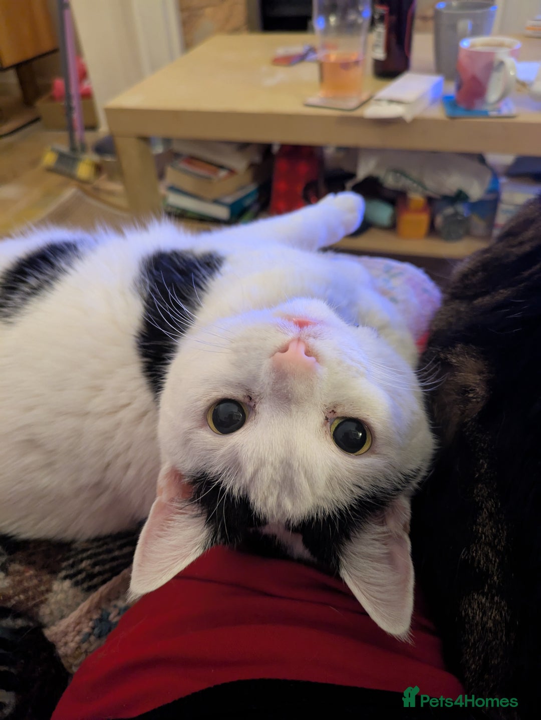 Mixed Breed cats for sale: Lovely lilo  - Image 1