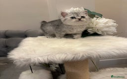 British Shorthair cats for sale: Silver Spotted Full Pedigree Registered BSH - Image 10