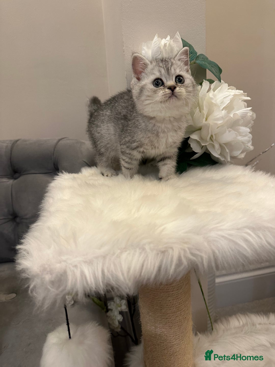 British Shorthair cats for sale: Silver Spotted Full Pedigree Registered BSH - Image 10